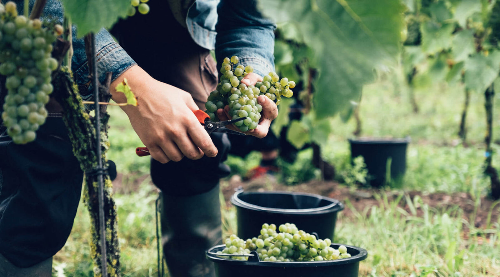 Ästad Vingård – the hidden gem of Halland